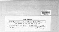 Gymnosporangium sabinae image